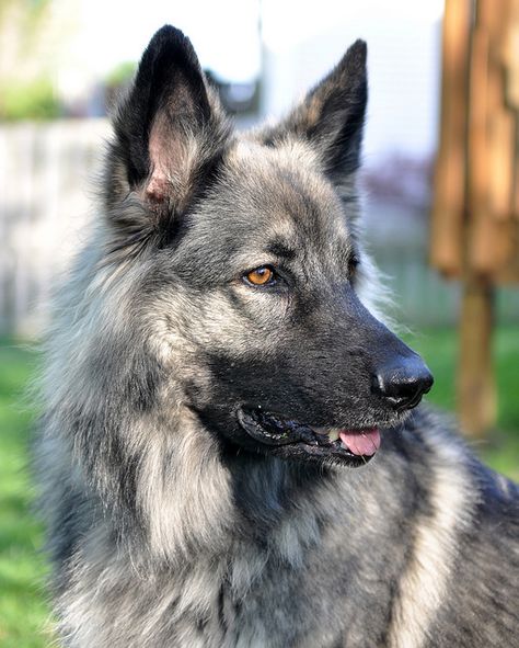 Shiloh Shepherd Dog - If I don't find the perfect rescue, this will be my dog :) Grey German Shepherd, Shiloh Shepherd Dog, Sable German Shepherd, Shiloh Shepherd, Alsatian Dog, Guard Dog Breeds, Rare Dogs, Dog German, Grey Dog