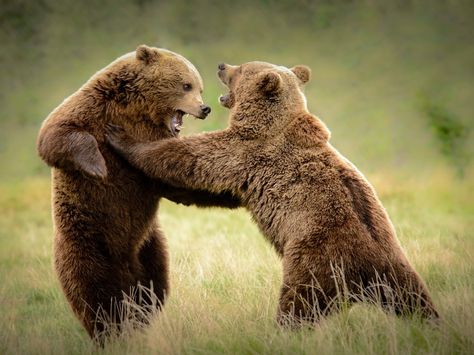 Gepind vanaf kepguru.hu Bear Poses, Scottish Animals, Kodiak Bear, North American Animals, Wild Animals Photography, Grass Wallpaper, Brown Bears, Bear Photos, Bear Pictures