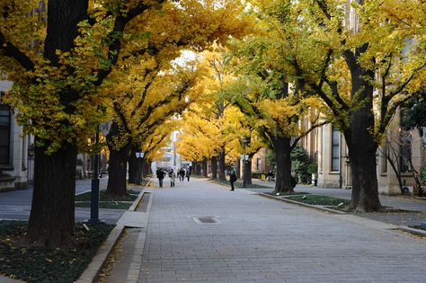 10 Trees and Plants that Signal Fall in a SoCal Garden Streetscape Design, Garden Mum, City Tree, Red Maple Tree, Sage Plant, Urban Tree, City Decor, Bald Cypress, Drought Tolerant Landscape