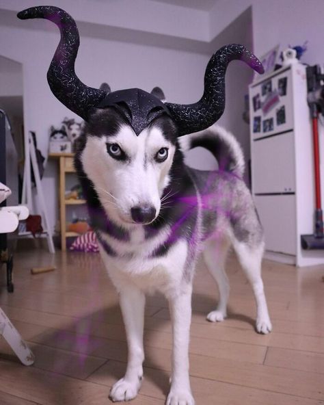 Husky Costume, Cute Dog Halloween Costumes, Best Dog Costumes, Husky Photos, Baby Animal Videos, Pet Halloween Costumes, Dog Halloween Costumes, Dog Costumes