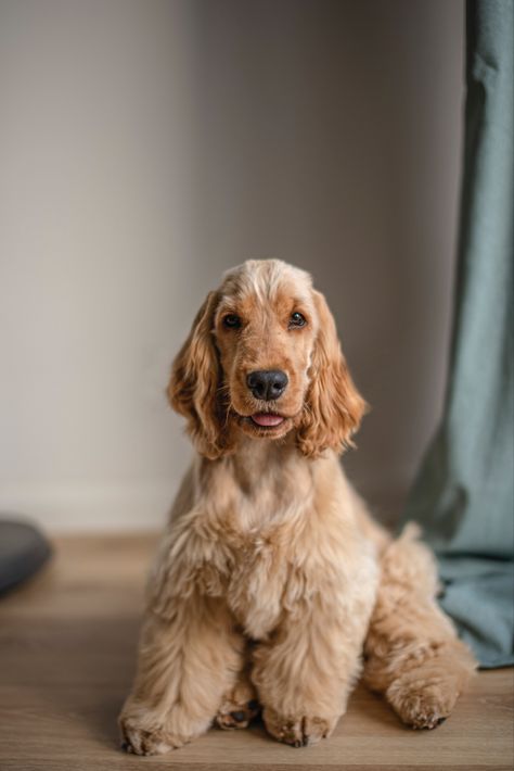 Gold Cocker Spaniel, Cocker Spaniel Puppies, English Cocker, Alone Photography, English Cocker Spaniel, Cute Dog Pictures, Spaniel Puppies, Cocker Spaniel, Puppy Dog