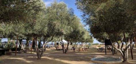 A Visit To The Only Olive Mill In Arizona Is Everything You Can Dream Of And More Arizona Activities, Arizona Bucket List, Queen Creek Arizona, Arizona Restaurants, Visit Arizona, Hot Desert, Arizona Road Trip, Olive Grove, Travel Recommendations