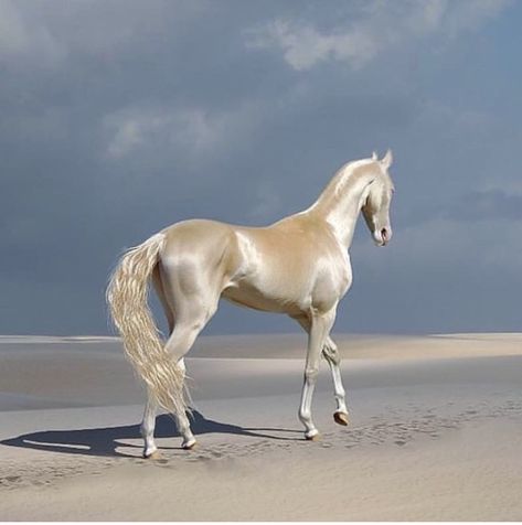 horse aesthetic Akhal-teke, Ahal Teke, Akhal Teke Horses, Alternative Universe, Rare Horses, Golden Horse, Akhal Teke, Horse Aesthetic, Most Beautiful Horses