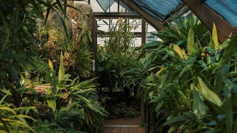 Greenhouse Wallpaper, Desktop Plants, Greenhouse Aesthetic, Plant Greenhouse, Aesthetic Plant, Desktop Background Images, Greenhouse Plants, Plant Background, Technology Wallpaper