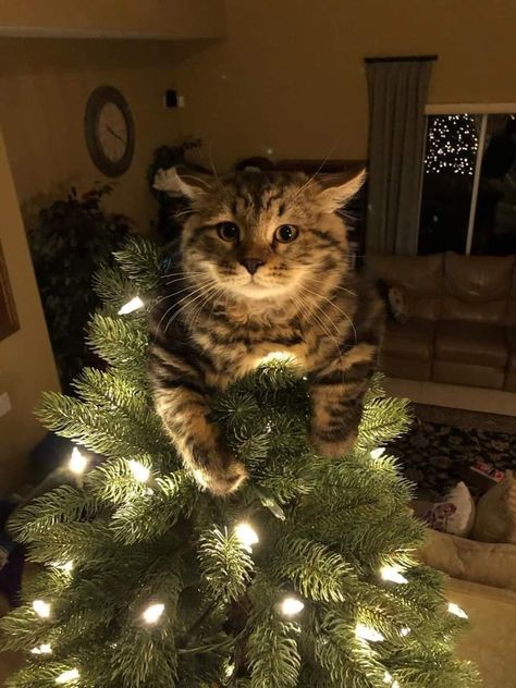 Christmas Kitties, Cat Background, Winter Cat, Christmas Kitten, Winter Wonder, Cute Animal Photos, Funny Cute Cats, Cute Animal Pictures, Winter Aesthetic