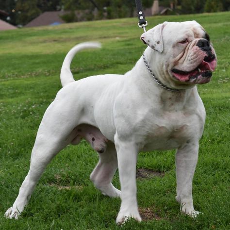 Johnson American Bulldog, American Bandogge Mastiff, American Bulldog Puppies, Pitbull Dog Breed, Olde English Bulldogge, Bully Breeds Dogs, Big Dog Breeds, Bulldog Breeds, Bully Dog