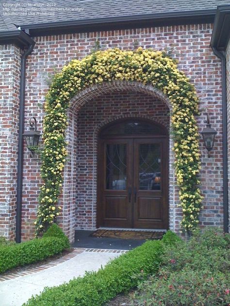 Rose Landscaping, Brick Garage, Rosa Banksiae, Lady Banks Rose, Garden Front Of House, Vine Plants, Rose Bushes, Climbing Rose, Longwood Gardens