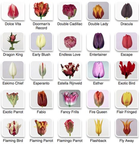 Unique Tulips, Flower Charts, Tulip Varieties, Beautiful Flower Names, Types Of Tulips, Flower Variety, Tulip Earrings, Flower Chart, Tulip Colors