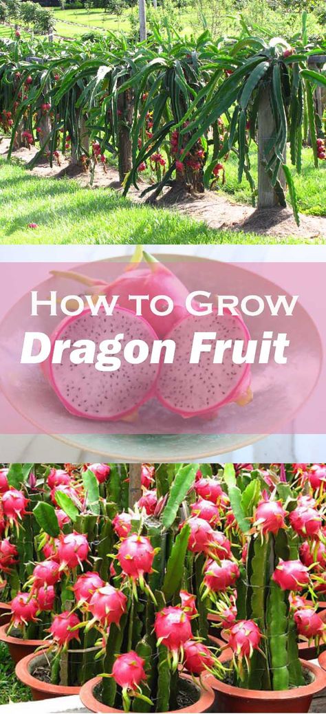 Planting Dragon Fruit, How To Grow A Dragon Fruit Plant, Dragonfruit Plant How To Grow, Dragon Fruit Planting Ideas, How To Plant Dragon Fruit, Dragonfruit Plant, Fruit In Pots, Growing Dragon Fruit, Grow Dragon Fruit