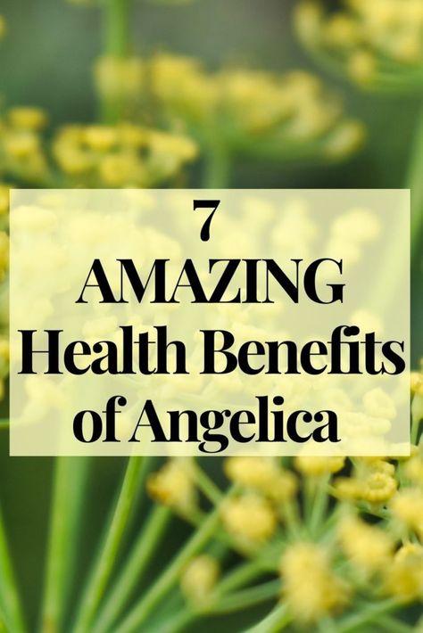 Angelica Herb Uses, Angelica Benefits, Angelica Plant, Angelica Herb, Natural Decongestant, Toxin Free Living, Constant Headaches, Loyalty Rewards Program, Healing Spirituality