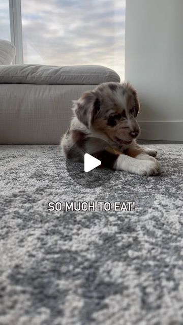 Bowie the mini aussie on Instagram: "a true tale 🫠

—

#aussie #australianshepard #puppy #dog" Mini Aussie Puppy, Aussie Puppy, Aussie Dog, Aussie Puppies, Mini Aussie, Puppy Dog, Instagram A, Puppies, Dogs