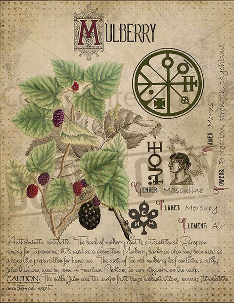 Mulberry Journal Witchcraft, Herbs Witchcraft, Plant Knowledge, Witches Book, Vertrouw Op God, Stary Papier, Magickal Herbs, Witch Herbs, Magia Das Ervas