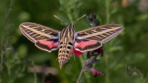 Hummingbird Moth | by Eric Gofreed Giant Moth, Sphinx Moth, Moth Tattoo Design, Moth Species, Colorful Moths, Moth Illustration, Hummingbird Moth, Beetle Art, Moth Wings