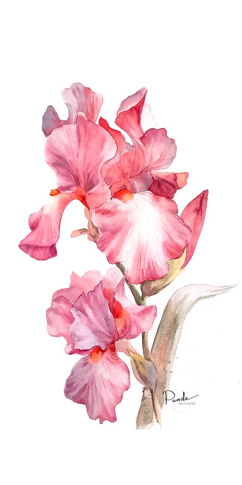 pink iris flowers on a white background painted in watercolor Pink Iris Flower, Watercolour Iris Flower, Iris Flowers Drawing, Watercolour Iris, Iris Flower Watercolor, Iris Watercolor Painting, Embroidery Samplers, Iris Flower Tattoo, Iris Drawing