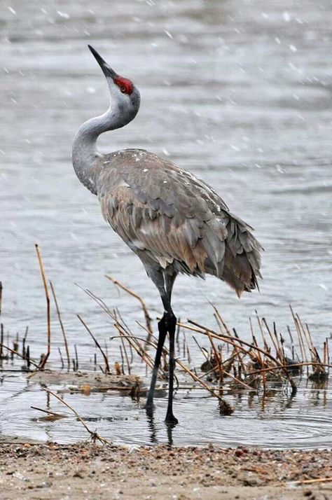 Sandhill Crane Photography, Crane Reference Photo, Japanese Crane Photography, Sandhill Cranes Photography, Crane Bird Photography, Crane In Water, Sand Hill Cranes, Sandhill Crane Drawing, Sandhill Cranes Art