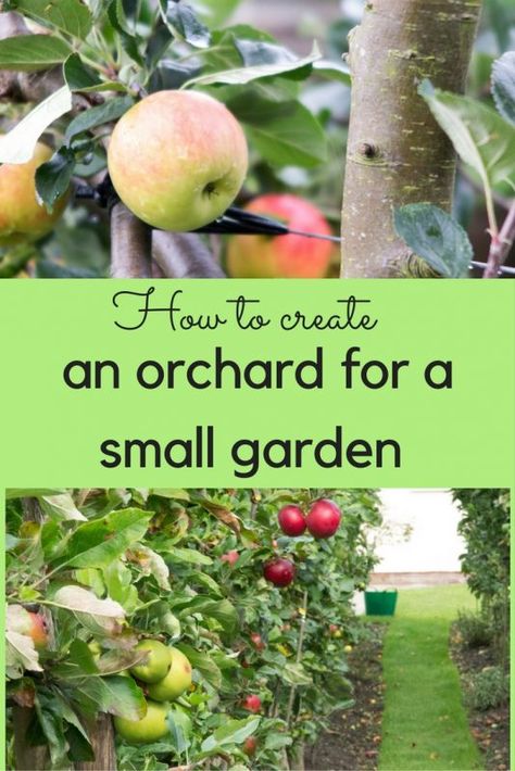 Fruit Trees Backyard, Fruit Tree Garden, Orchard Garden, Growing Fruit Trees, Potager Garden, Garden Veggies, Edible Landscaping, Veg Garden, Growing Fruit