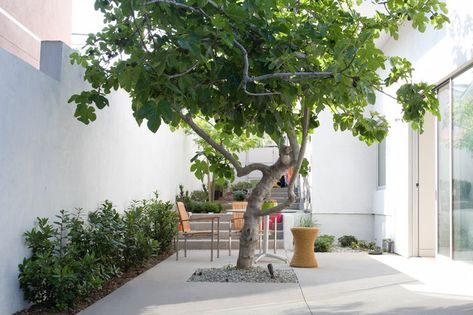 10 Spectacular Trees for Courtyards and Tight Spaces Mediterranean Courtyard, Narrow Garden, Patio Trees, Hardscape Design, Contemporary Patio, Street Trees, Areas Verdes, Small Courtyards, Side Garden