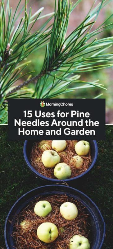 15 Uses for Pine Needles Around the Home and Garden How To Use Pine Needles, Uses For Pine Needles, Planting Pine Trees, Pine Needles Uses, Pine Needle Uses, Making Incense, Pine Pollen, Pine Needle Tea, Homemade Potpourri