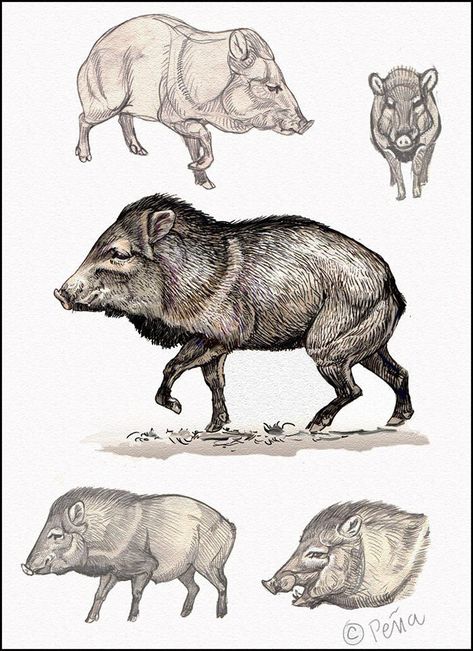 Feral Pig, Anatomical Drawings, Animal Information, Tattoo Nature, Vintage Illustration Art, Deep Sea Creatures, Amazing Paintings, Extinct Animals, Wildlife Artists