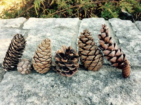 Pine Cone Botany For Beginners - Dyck Arboretum Austrian Pine, Pine Seeds, Fir Cones, Norway Spruce, Cedar Oil, Homemade Ornaments, Spruce Tree, Backyard Diy Projects, Common Names