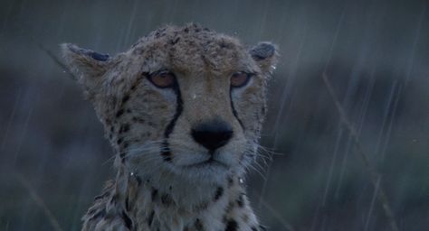 Cheetah soaking in the rain poor guy.  GIF Rain Gifs, Rain Animation, Rain Gif, Sleeping Animals, Cheetahs, Reaction Gifs, Amazing Animals, Intj, In The Rain