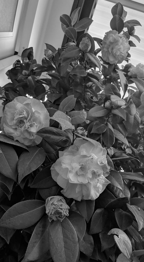 Gray Flowers Aesthetic, Greyscale Aesthetic, Grunge Flowers, Type Anatomy, Colour Aesthetic, Song Aesthetic, Grey Theme, Anatomy Poster, Winter Grunge