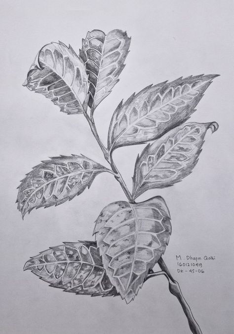 Shading Pencil, Drawing Leaf, Pencil Drawing, Pencil Drawings, Plant Leaves, Pencil, Drawings, Plants, Art