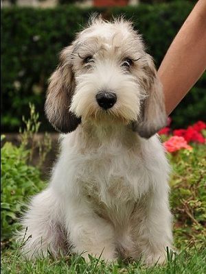 Petit Basset Griffon Vendeen Basset Griffon Vendeen, Spinone Italiano, Basset Griffon, Petit Basset Griffon Vendeen, Shepherd Dog Breeds, Basset Hounds, Scottish Terrier, Small Dog, Beautiful Dogs