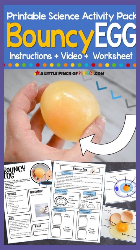 Compared to some activities, this Bouncy Egg science experiment really is “hands-on,” because your little scientist can use their hands and senses to hold and explore the results of the experiment. Since all the supplies can be found in your kitchen it also makes this experiment easy to do, low cost, and fun! Bouncy Eggs Experiment, Bouncing Egg Science Fair Project, Egg Science Fair Projects, Bouncy Egg Science Fair Project Board, Bouncing Egg Experiment, Egg Drop Science Experiment, Naked Egg Experiment, Disappearing Egg Shell Experiment, Rubber Egg Experiment