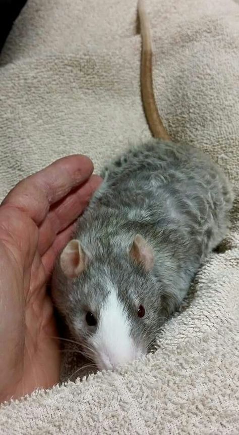 "Curly" Rex Rat. I love Rex rats. I miss my baby girl so much! She even had extra curly whiskers. Curly Rat, Pet Rat Aesthetic, Rex Rat, Pet Rats Aesthetic, Rats With Curly Hair, Rattus Rattus, Rat Care, Rat Kissing Another Rat, Dumbo Rat