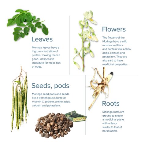 Benefits Of Moringa, Moringa Benefits, Moringa Seeds, Moringa Tree, Miracle Tree, Learning Something New, Moringa Leaves, Chicken Health, Cash Crop