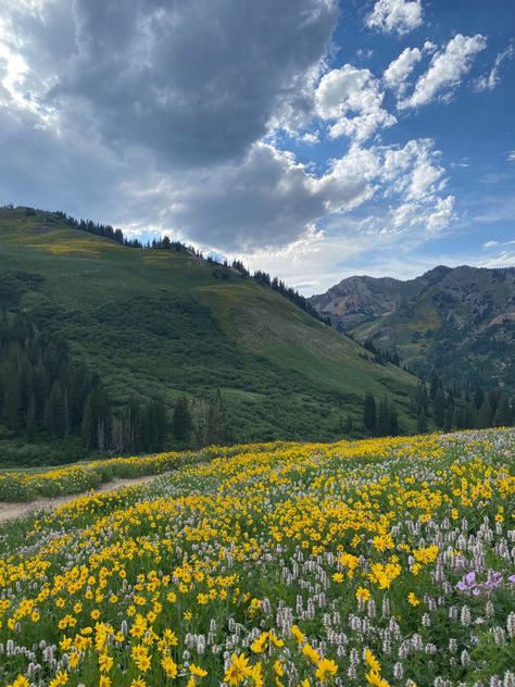 Flowers On Mountain, Hill With Flowers, Utah Flowers, Kaylee Core, Beehive Painting, Garnet Flats, Utah Wildflowers, Utah Aesthetic, Wildflowers Aesthetic