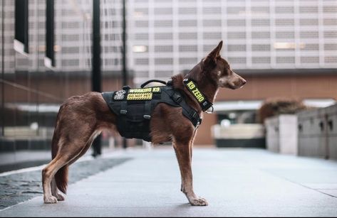 German Shepard Service Dog, Belgian Malinois Service Dog, Conditioned Dogs, Tactical Dog Gear, Service Dog Gear, K9 Police, Search And Rescue Dogs, Service Dogs Gear, Service Dog Vests