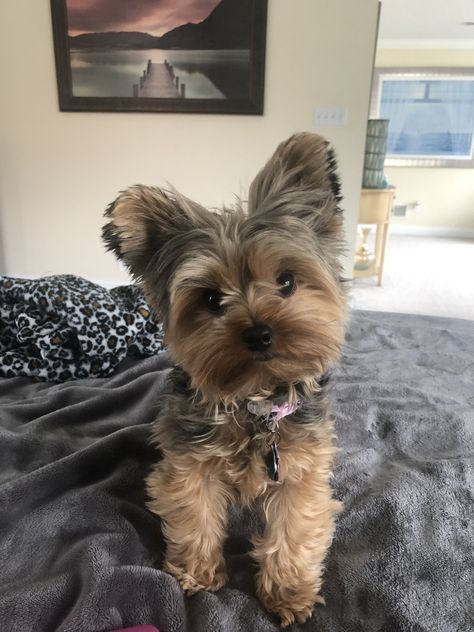 Grey Yorkie, Yorkie Terrier Puppy, Yorkshire Terrier Puppy, Teacup Yorkie Puppy, Cute Small Dogs, Puppy Grooming, Dog Mommy, Very Cute Puppies, Yorkie Terrier