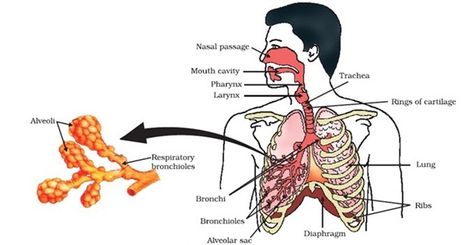 Human-Respiratory-system Important Diagrams for CBSE Class 10 Biology Human Respiratory System Drawing, Human Respiratory System Diagram, Bio Diagrams, Respiratory System Diagram, Phonetic Chart, Biology Lesson Plans, Biology Project, Biology Drawing, Anaerobic Respiration