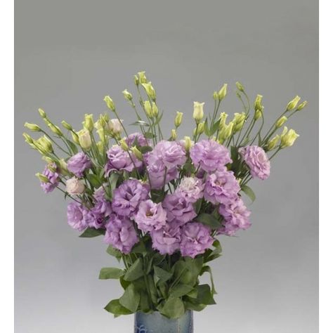 Double lilac lisianthus - for in bouquet and buds vases Lilac Lisianthus, Lavender Lisianthus, Pastel Wedding Colors, Lavender Wedding Flowers, Pastel Wedding Flowers, Lavender Wedding, Pastel Wedding, Flower Farm, Pretty Pastel