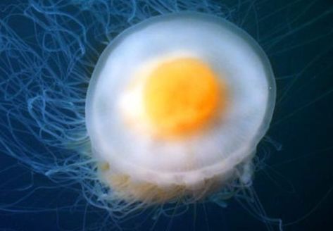 Fried Egg Jellyfish Fried Egg Jellyfish, Egg Jellyfish, Duck And Ducklings, Huevos Fritos, Dangerous Animals, Trash Panda, Powerful Images, Humpback Whale, Close Up Pictures