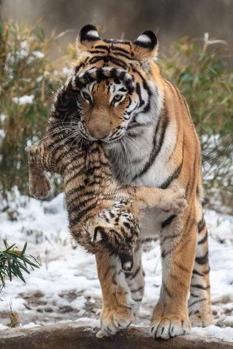 Tiger Therian, Tiger Cubs, Tiger Pictures, Custom Choppers, 사진 촬영 포즈, Cat Pose, Pretty Animals, Silly Animals, Cute Wild Animals