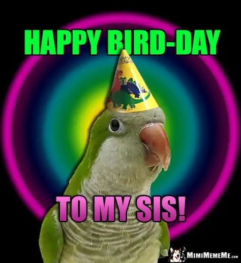 Happy Birthday Bird, Happy Birthday Birds, Belated Birthday Greetings, Funny Birthday Jokes, Bird Meme, Quaker Parrot, Happy Bird Day, Birthday Jokes, Birthday Memes