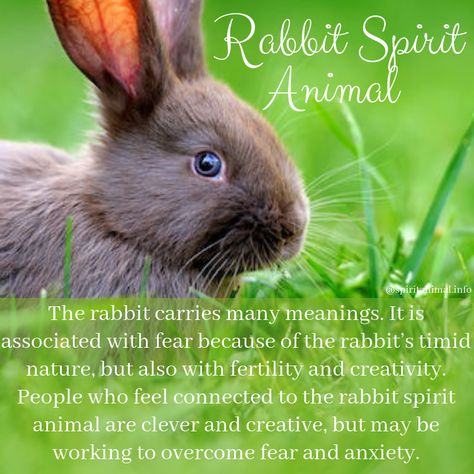 Rabbit Symbolism Meaning, Spirit Animal Rabbit, Bunny Spirit Animal Meaning, Bunny Spirit Animal, Rabbit Spirit Animal Meaning, Bunny Symbolism, Rabbit Familiar, Rabbit Spiritual Meaning, Animal Symbolism And Meanings