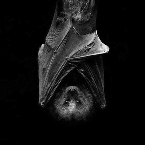 BAT Hanging Upside Down, Fruit Bat, Creatures Of The Night, Modern Embroidery, Magazine Photography, Dracula, Animals Friends, Upside Down, Beautiful Creatures