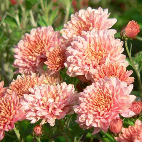 Salmon Color Flowers, Salmon Color, Chrysanthemum, Garden Design, Plants, Flowers, Color