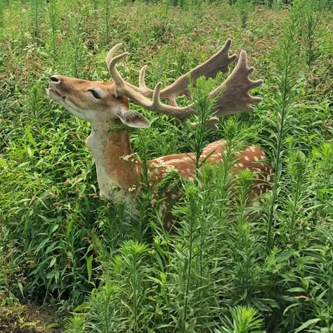 fallow deer Fallow Deer Photography, Fallow Deer Aesthetic, Deer Fursona, Deer Hybrid, Zeus Aesthetic, Deer Oc, Deer Reference, Chloe Core, Full Drawing