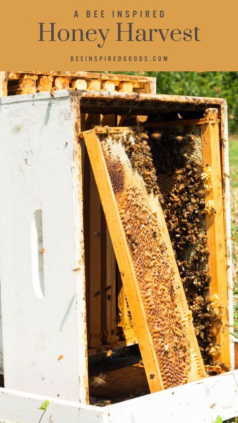 Harvesting honey is one of the most vital highlights of our farm life. Typically, twice a year, during midsummer and fall, we open our hives and collect honey from the bees. And every year, I learn something new and exciting. As I am committed to delivering a high-quality product to my customers across the USA, I believe in sharing the experience of harvesting honey on our farm through this blog. So, let's dive in. Honey Harvesting, Harvesting Honey, Honey Store, Honey Gifts, Summer Harvest, Bee Inspired, Honey Recipes, Learn Something New, Eastern Shore