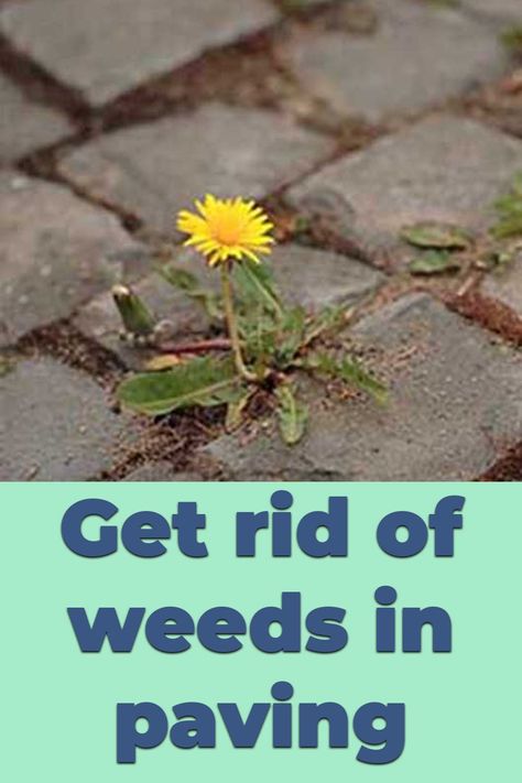 How To Get Rid Of Weeds Between Pavers, Vinegar For Weeds, How To Remove Grass, How To Clean Stone, Paving Diy, Block Paving Driveway, Don't Come Back, Brick Sidewalk, Patio Blocks