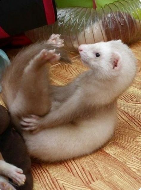 Two Ferrets, A Ferret, Ferret