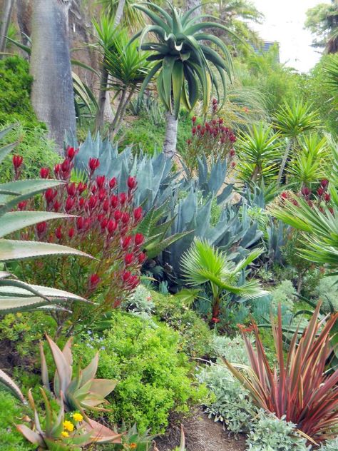 Love this combination! The red Leucadendron, possibly 'Winter Red' and the Phormium  really pop among the greens and blues of the agave, aloes, and palms. Yard Aesthetic, Zero Scape, Backyard Goals, Succulent Garden Landscape, Drought Tolerant Garden, Backyard Dreams, Drought Tolerant Landscape, Succulent Landscaping, Ground Covering