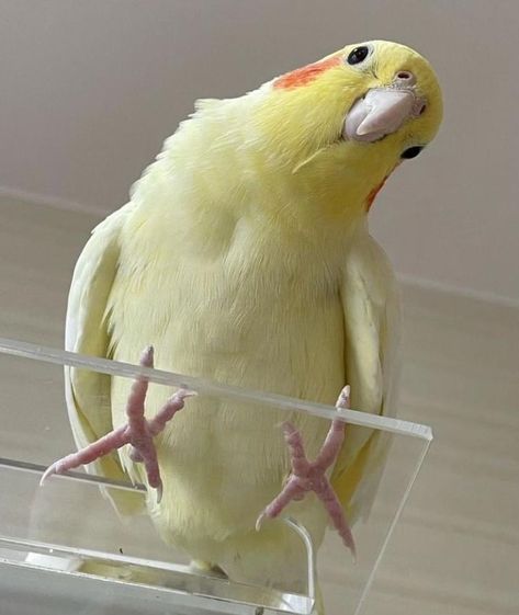 Pet Bird Tattoo, Cockatiel Wallpaper, Cockatiel Aesthetic, Cute Cockatiel, Parakeet Colors, Silly Birds, Funny Lock Screen Wallpaper, Funny Parrots, Baby Birds