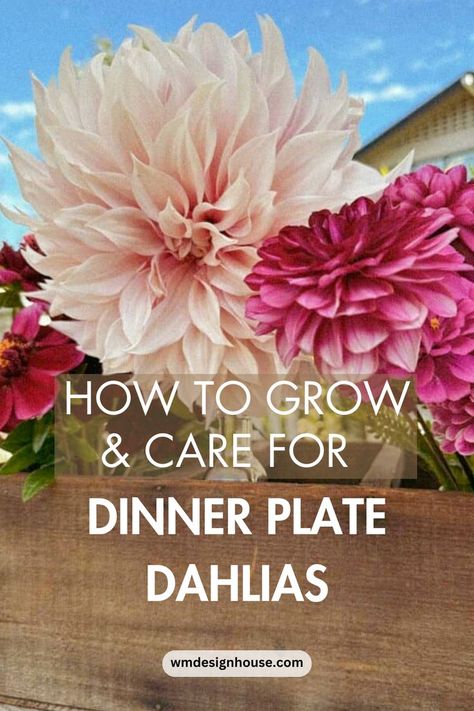 light pink dinner plate dahlia 
hot pink dinner plate dahlia 
pink flowers 
ig pink flowers 
pik flowers in garden 
dinner plate dahlias Dahlia Flower Garden, Dahlia Care, Outdoor Hacks, Dahlias Garden, Growing Dahlias, Plant Hacks, Dahlia Flower, Garden Gates, Hydroponics