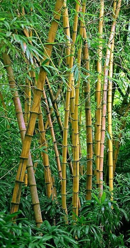 Le Bambou Bamboo Landscape, Bamboo Background, Blur Image Background, Yellow Bamboo, Red Background Images, Photoshop Digital Background, Serene Nature, Desktop Background Pictures, Blur Background Photography